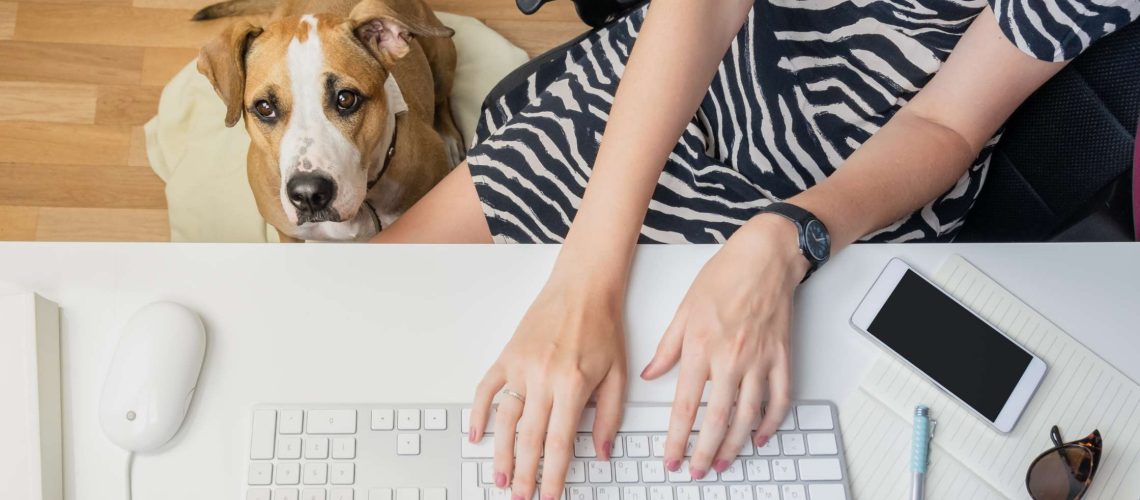 Dogs in Coworking Spaces Advantages, Challenges & Things to Keep in Mind
